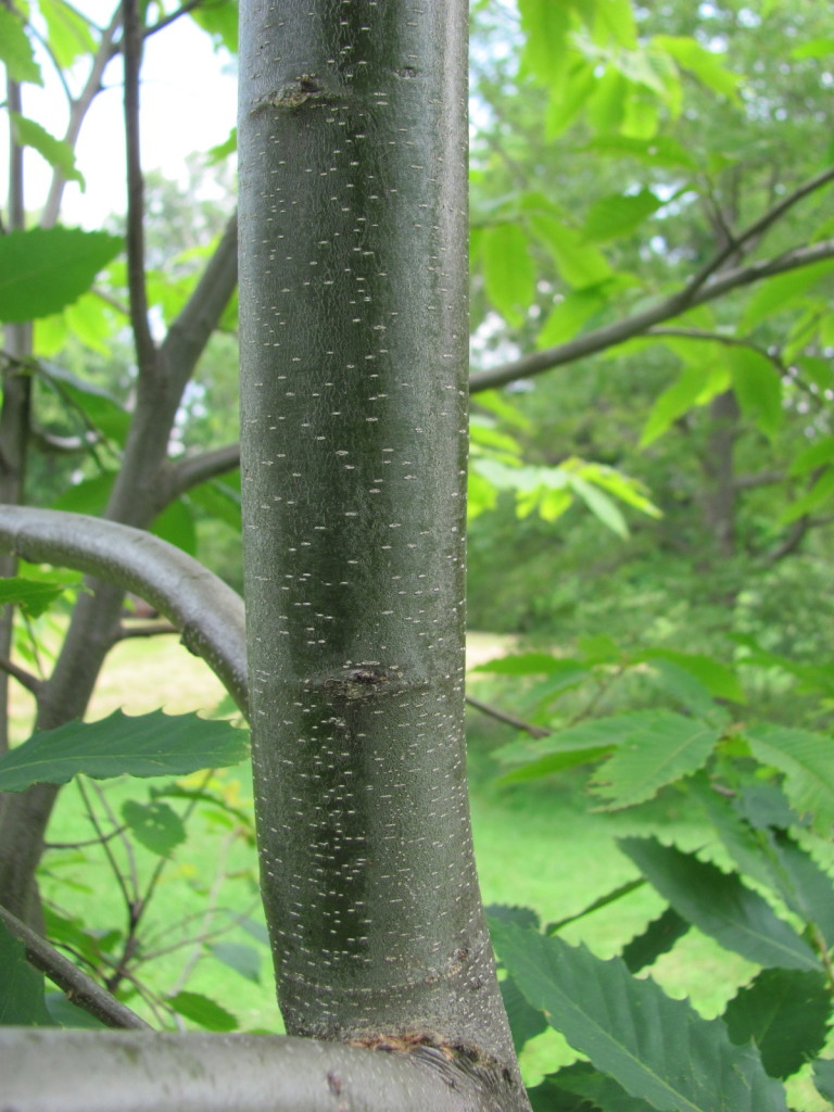 American Chestnut, Leaf, Flower, stems, bark and Pollinators. www.thesanguineroot.com