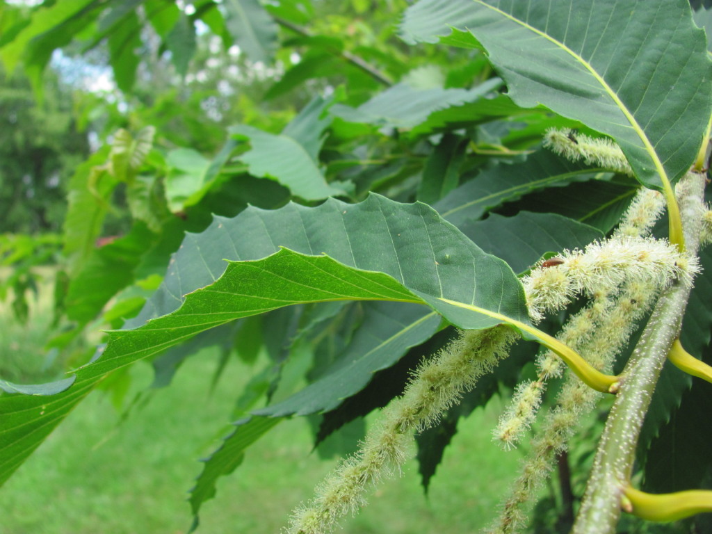 American Chestnut, Leaf, Flower, stems, bark and Pollinators. www.thesanguineroot.com