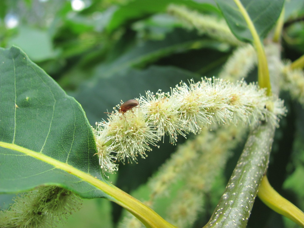 American Chestnut, Leaf, Flower, stems, bark and Pollinators. www.thesanguineroot.com