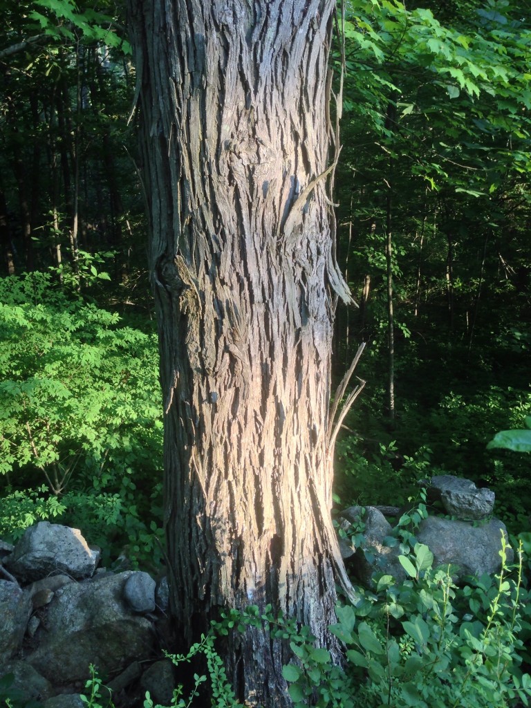 Shagbark Hickory, (Carya ovata) bark and trunk.  Long light gray strips peeling off in a dramatic fashion on mature specimens. Photographed on July 5th 2013 in Brookfield Massachusetts.