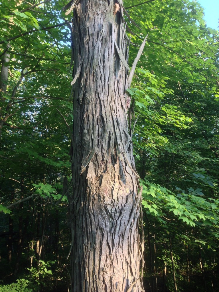 Shagbark Hickory, (Carya ovata) bark and trunk.  Long light gray strips peeling off in a dramatic fashion on mature specimens. Photographed on July 5th 2013 in Brookfield Massachusetts.