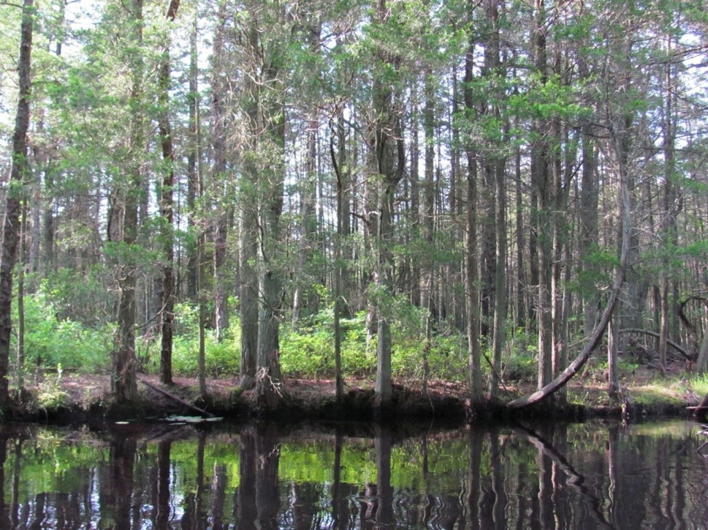 Wharton State Forest, Oswego River, New Jersey, www.thesanguineroot.com