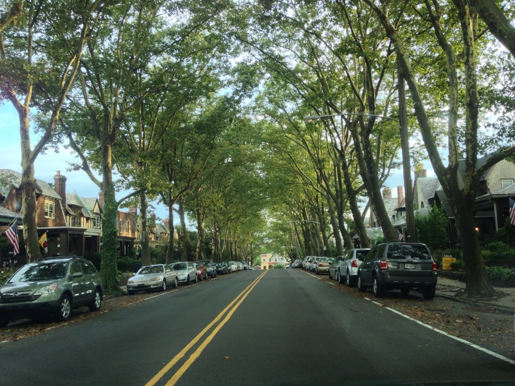 An amazing cathedral-like canopy of London Plane Street trees on Queen Lane in The East Falls neighborhood of Philadelphia, Pennsylvania!  Widely planted in the 1920s throughout the city, this tree has suffered from blight and many have died, leaving once tree-lined blocks barren. It is rare to find a block that has such a complete canopy, such as this one!