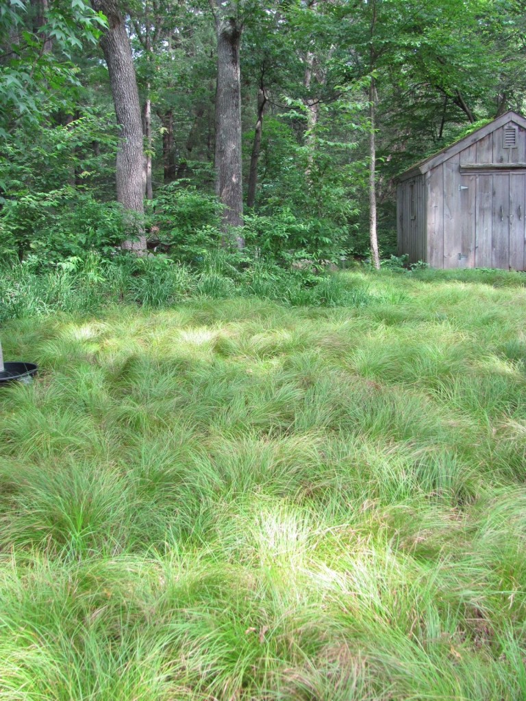 Garden in The Woods, New England Wildflower Society, Framingham Massachusetts. www.thesanguineroot.com