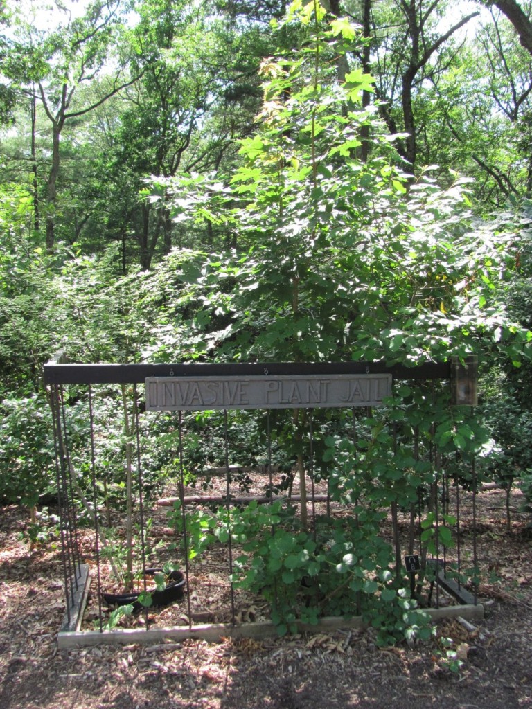 Garden in The Woods, New England Wildflower Society, Framingham Massachusetts. www.thesanguineroot.com