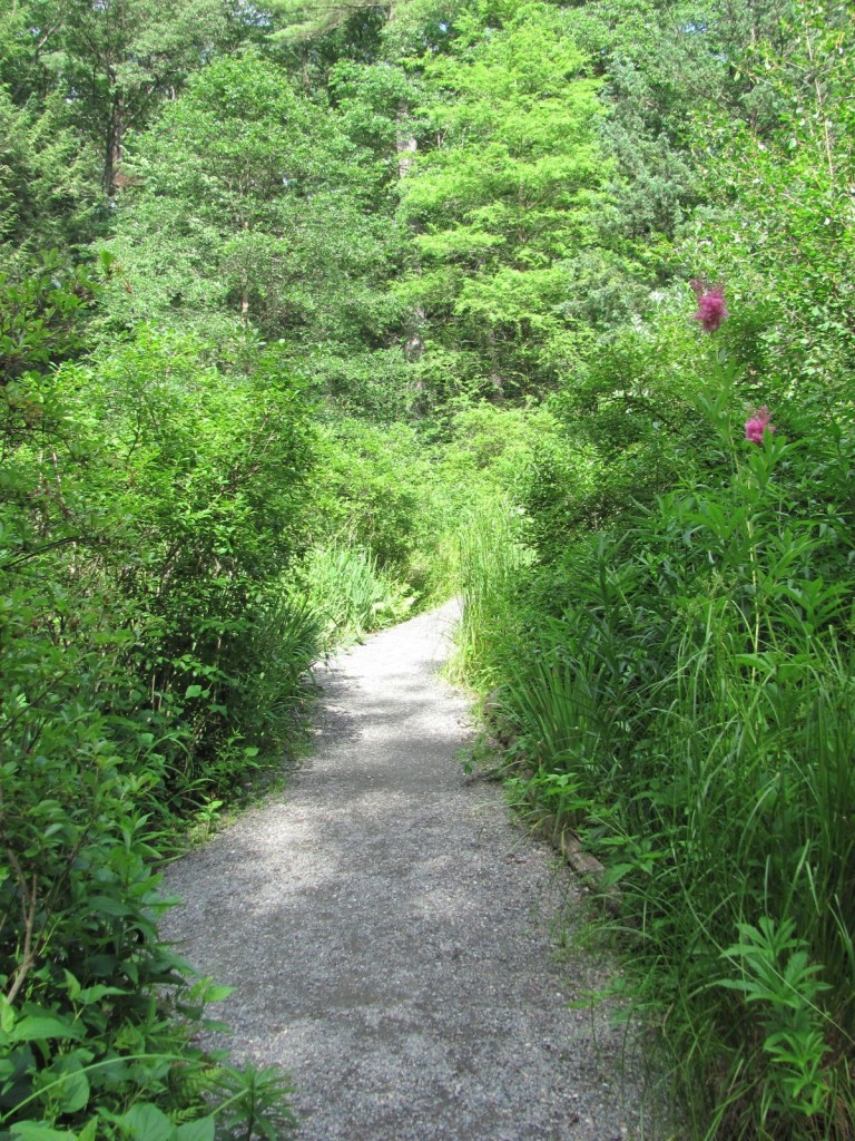 Garden in The Woods, New England Wildflower Society, Framingham Massachusetts. www.thesanguineroot.com