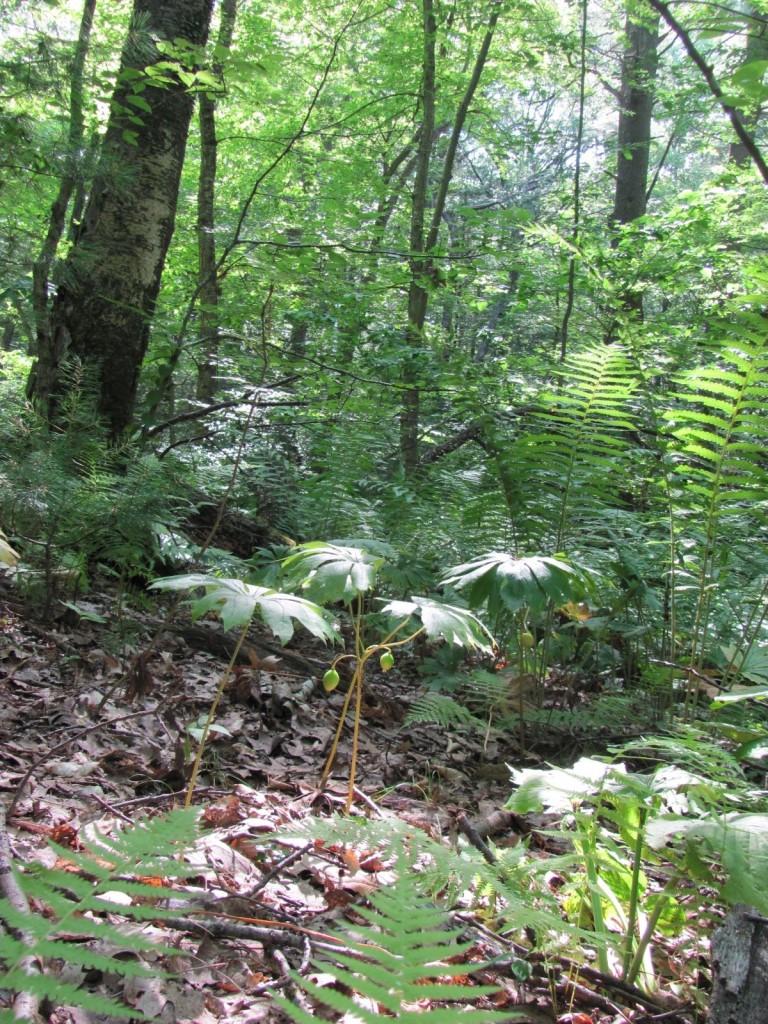 Garden in The Woods, New England Wildflower Society, Framingham Massachusetts. www.thesanguineroot.com