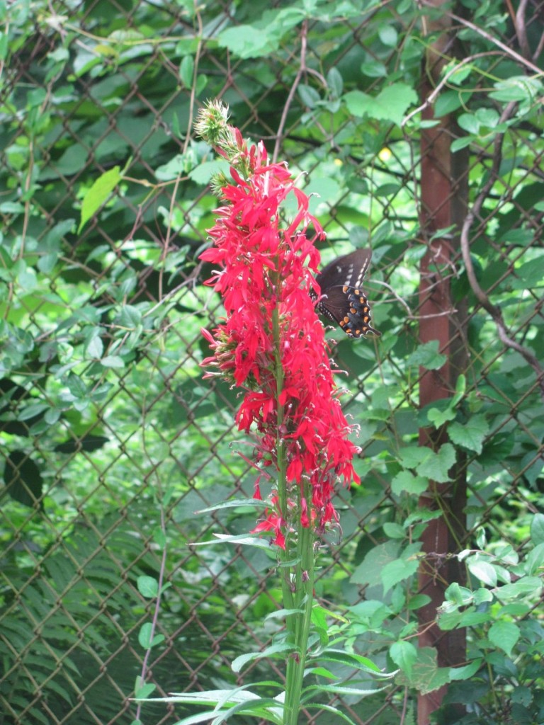 Red Lobelia in our Garden, www.thesanguineroot.com