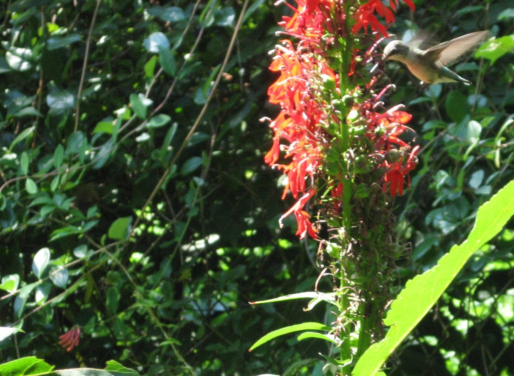 Hummingbird in our garden,www.thesanguineroot.com