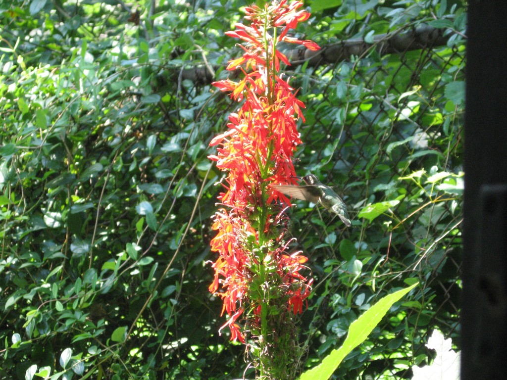 Red Lobelia in our Garden, www.thesanguineroot.com