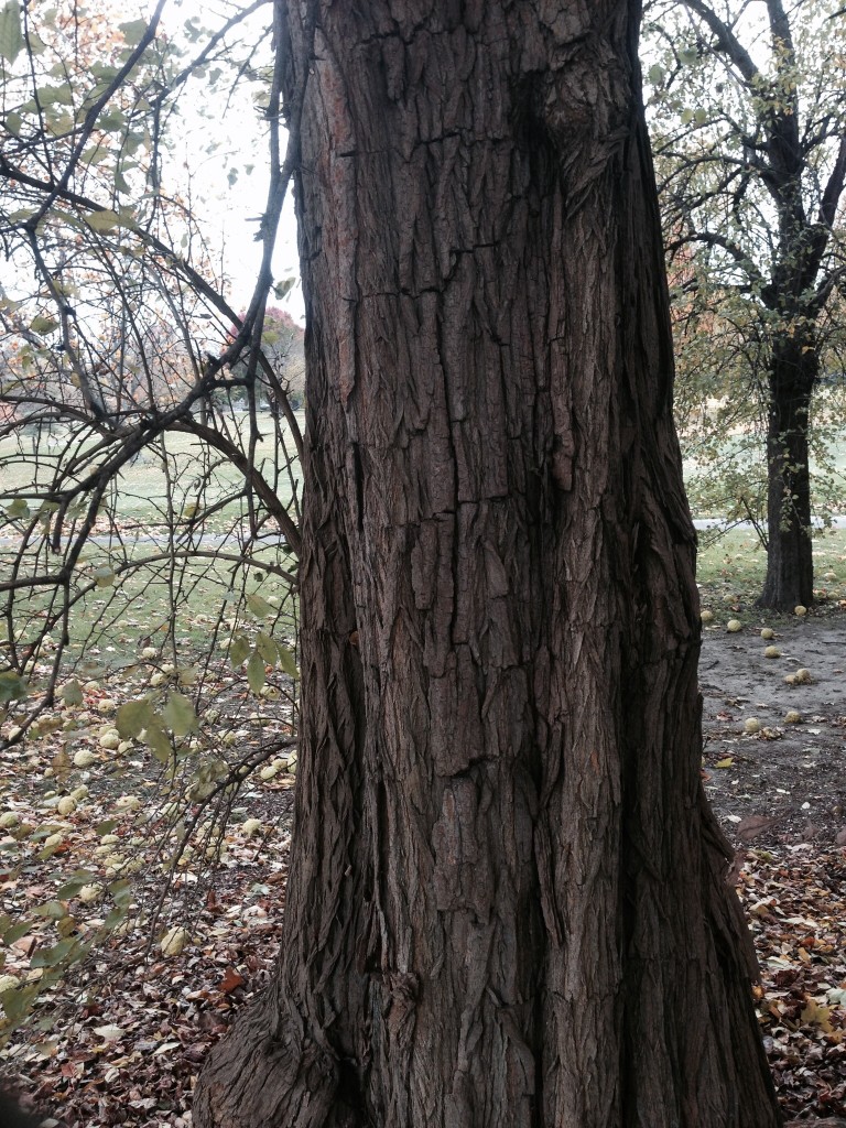 Osage Orange, Bark, Trunk and fruit
