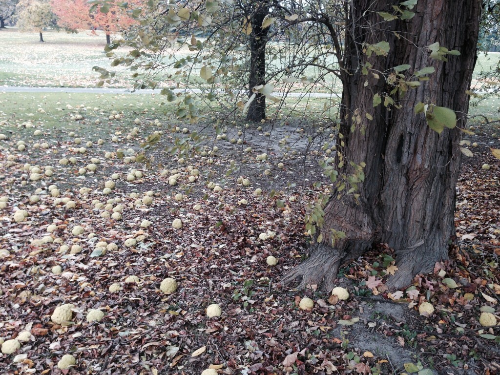 Osage Orange, Bark, Trunk and fruit