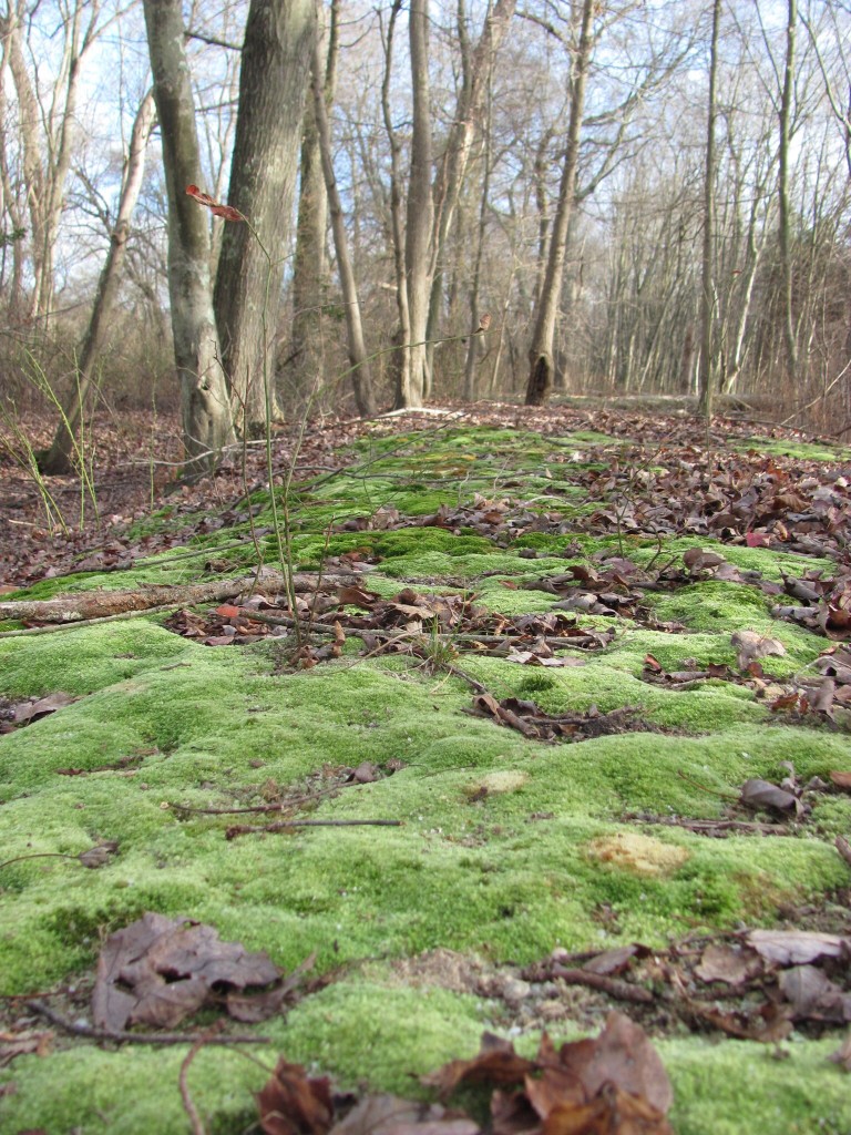 New Brooklyn County Park, Camden County, New Jersey