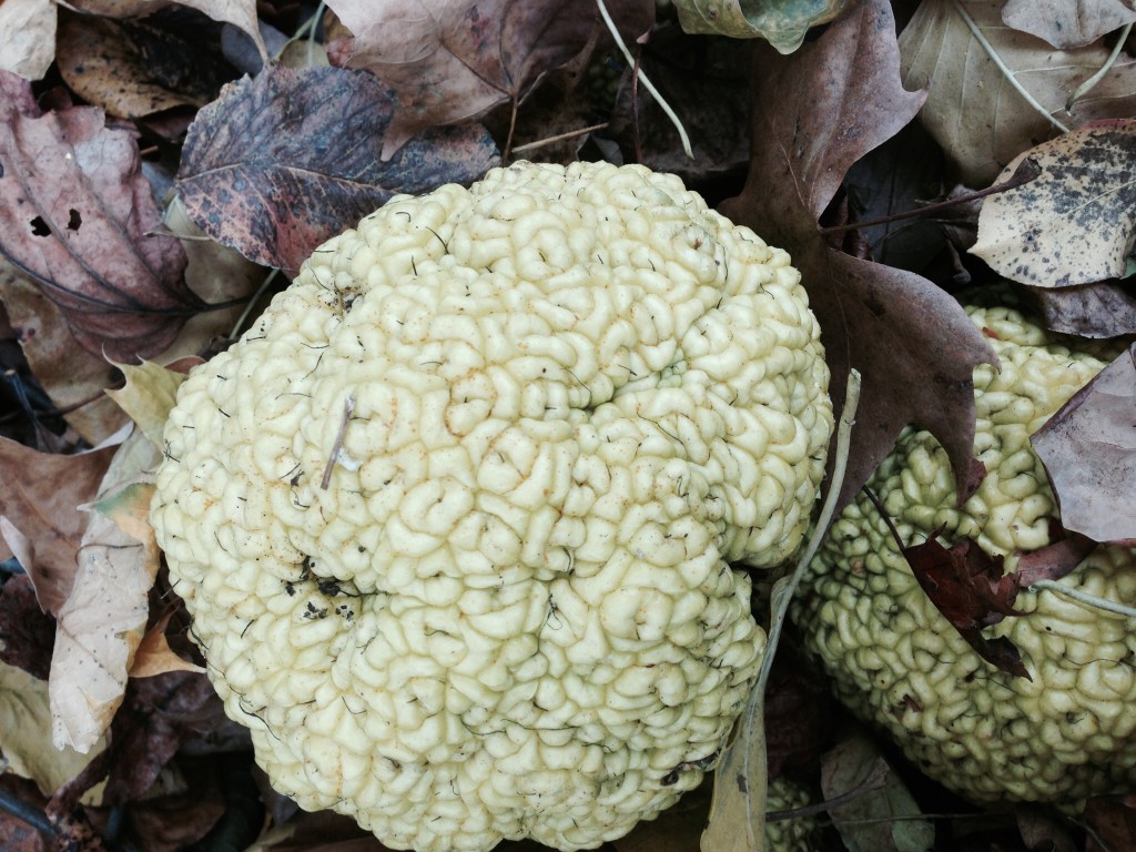 Osage Orange, Bark, Trunk and fruit