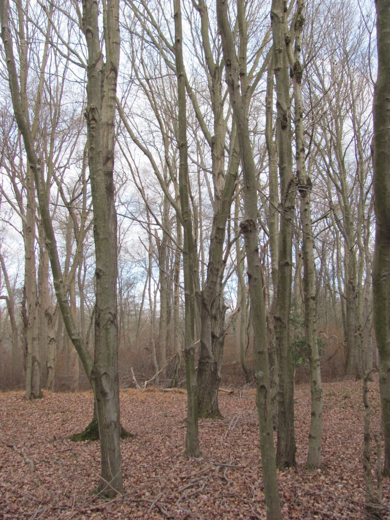 New Brooklyn County Park, Camden County, New Jersey