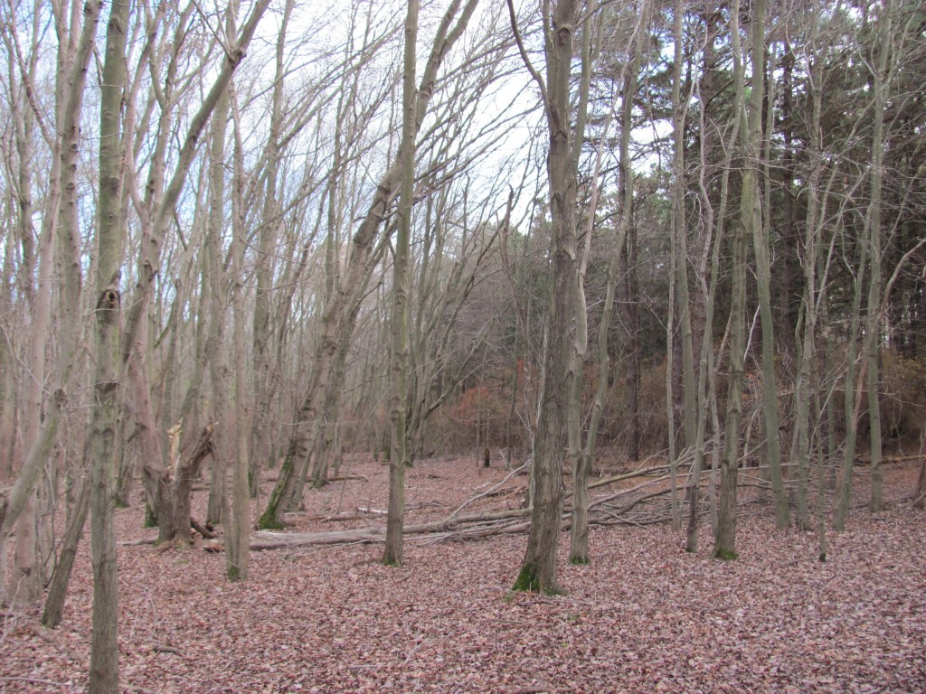 New Brooklyn County Park, Camden County, New Jersey