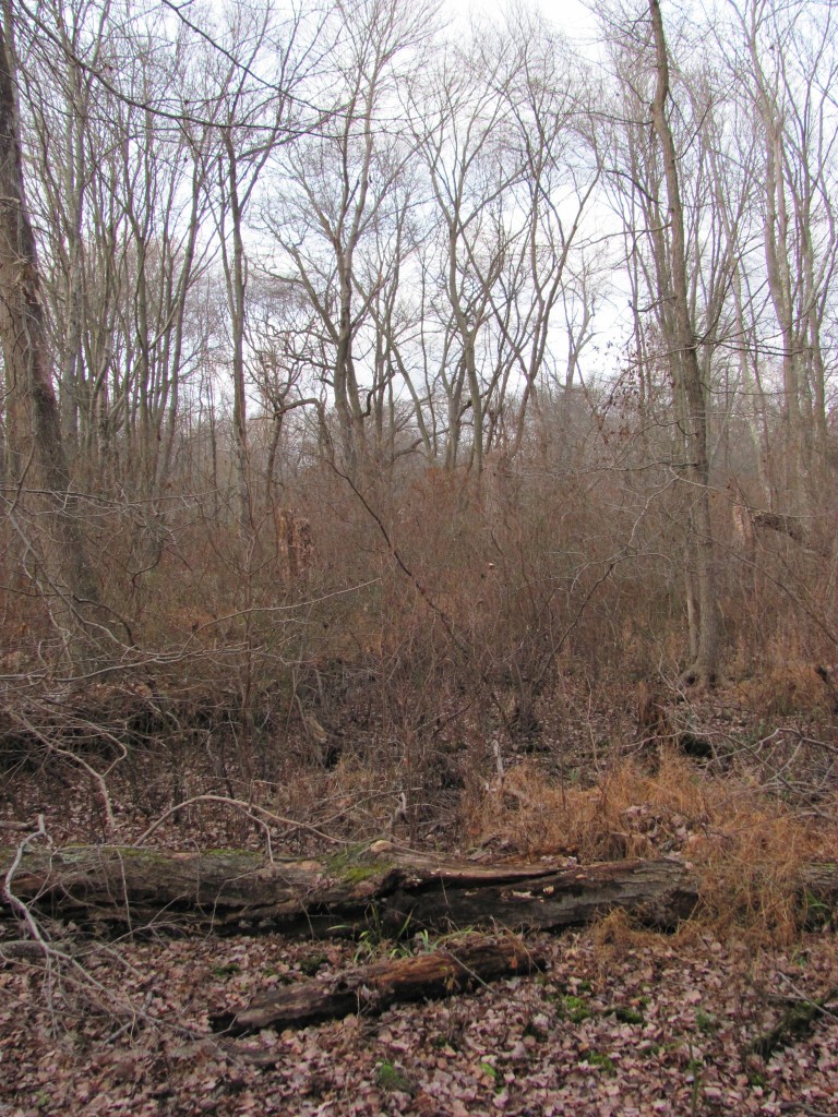 New Brooklyn County Park, Camden County, New Jersey