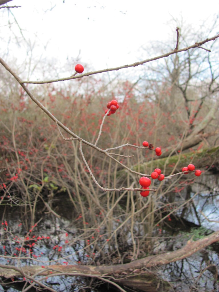 New Brooklyn County Park, Camden County, New Jersey