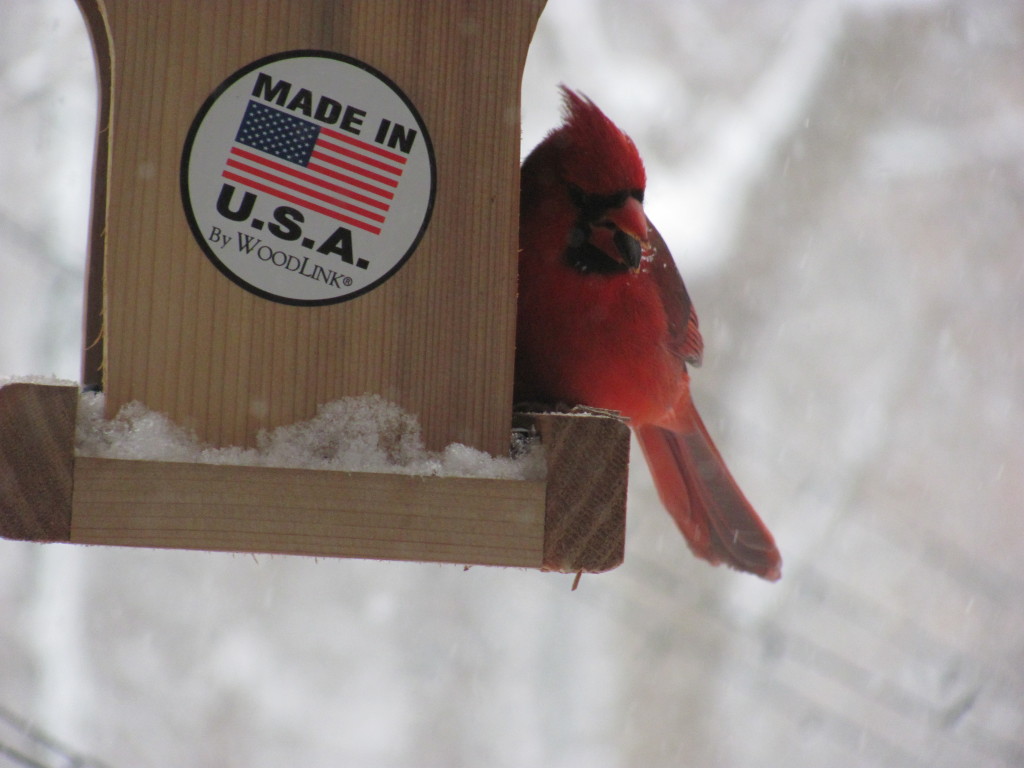 Cardinal in birdfeeder. www.thesanguineroot.com