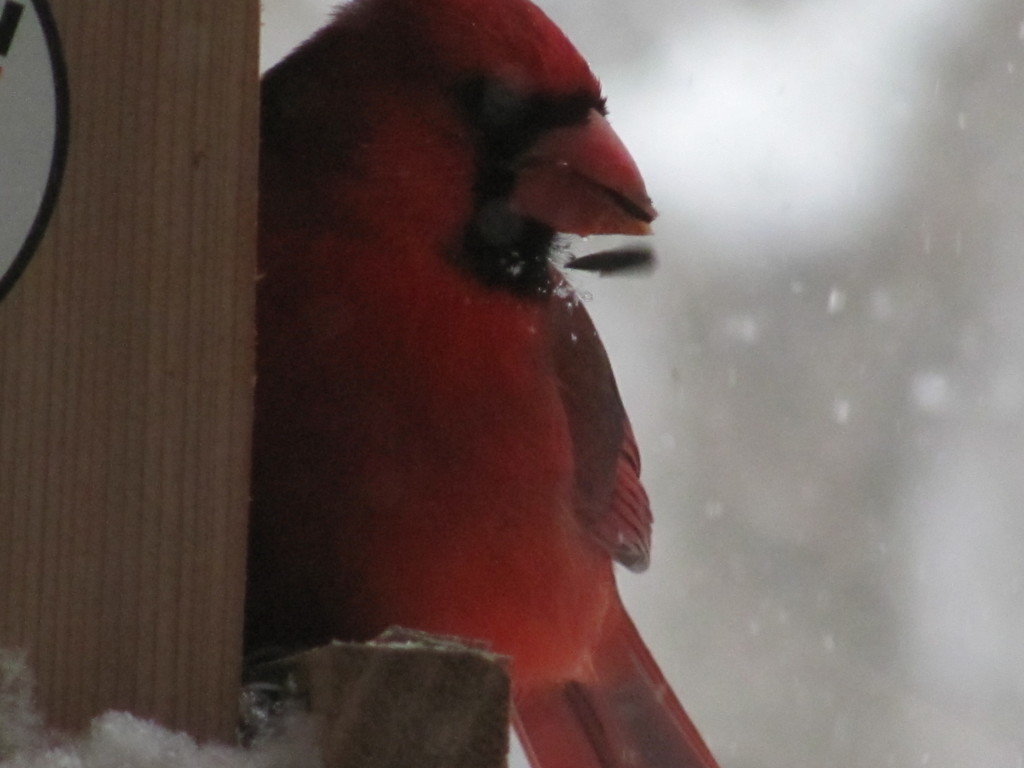 Cardinal in birdfeeder. www.thesanguineroot.com