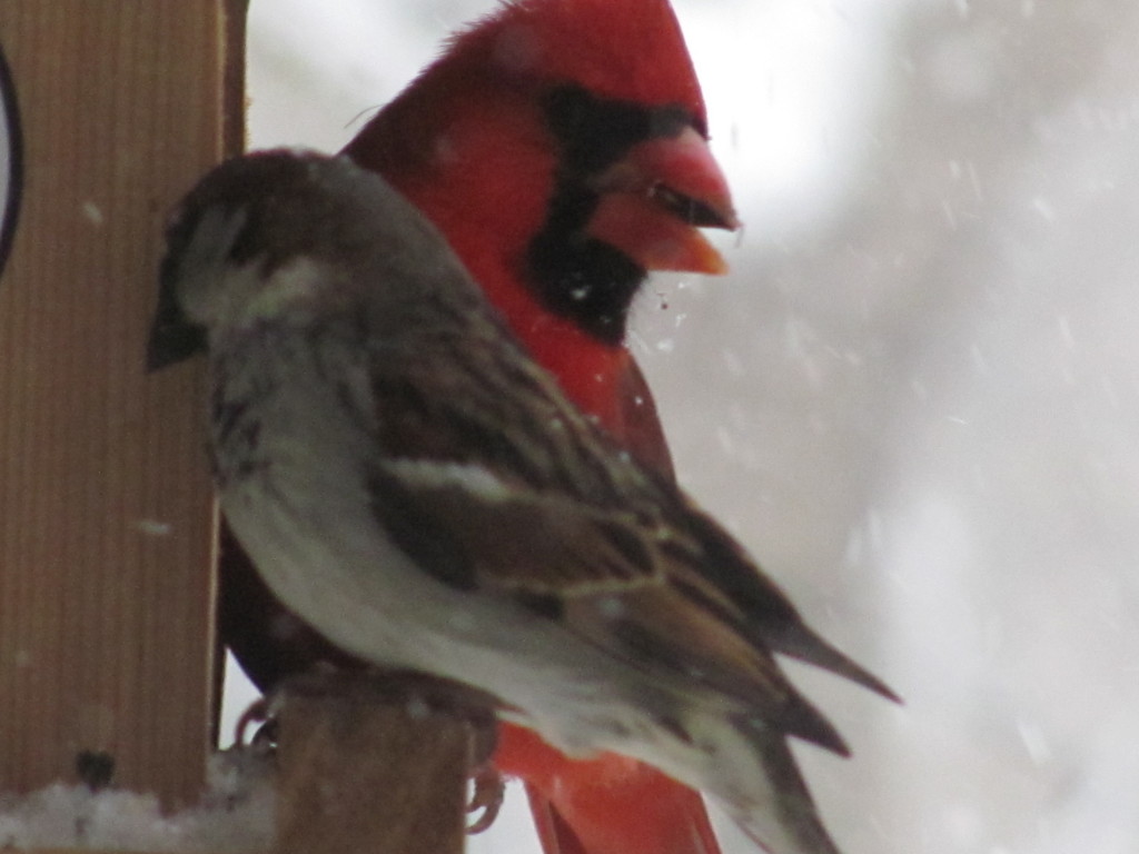 Cardinal in birdfeeder. www.thesanguineroot.com