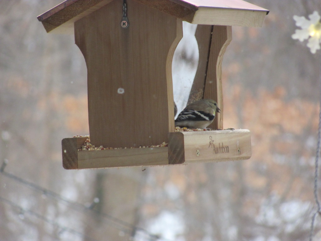 Birds from Morris Park at our feeder. www.thesanguineroot.com