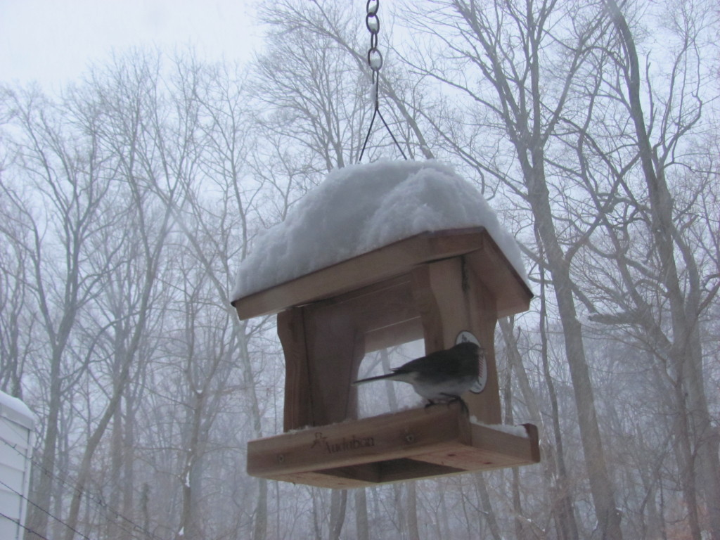 THE BIRDS IN THE STORM, Morris Park, Philadelphia birds visit our bird-feeder during a Noreaster. www.thesanguineroot.com