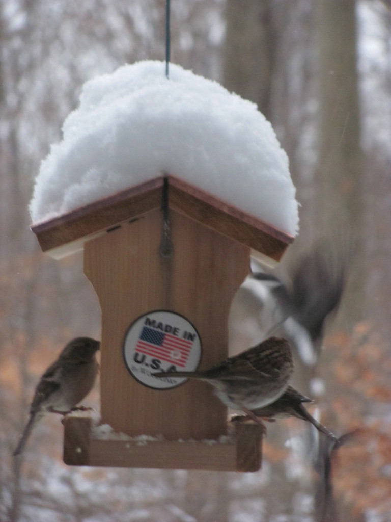 THE BIRDS IN THE STORM, Morris Park, Philadelphia birds visit our bird-feeder during a Noreaster. www.thesanguineroot.com