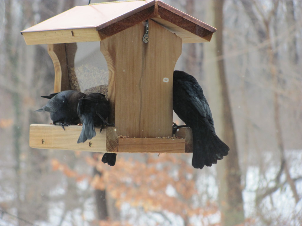 ADULT EASTERN BROWN-HEADED COWBIRD. WWW.THESANGUINEROOT.COM