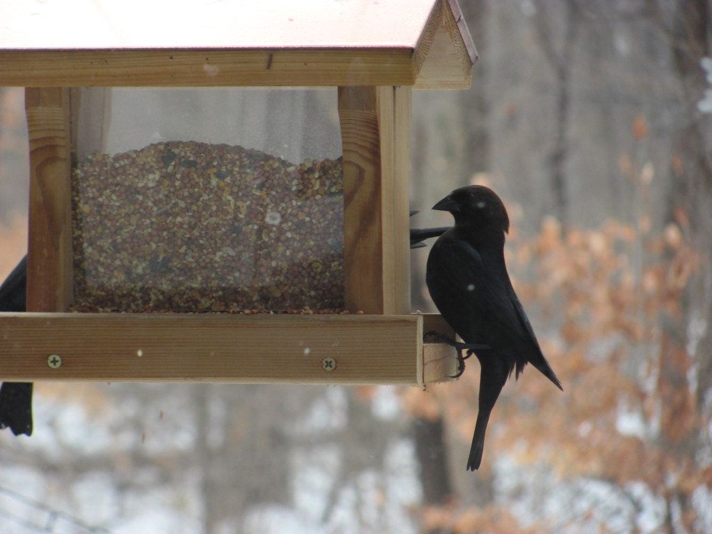 ADULT EASTERN BROWN-HEADED COWBIRD. WWW.THESANGUINEROOT.COM