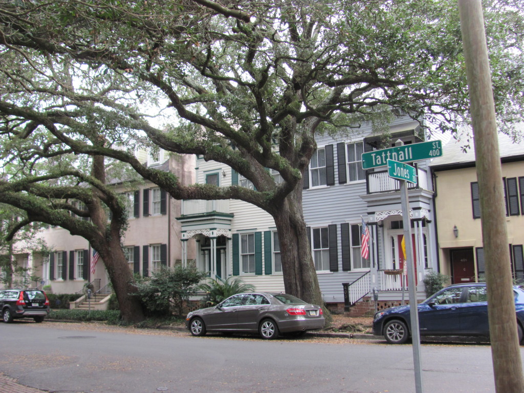 Savannah Street Trees, www.thesanguineroot.com