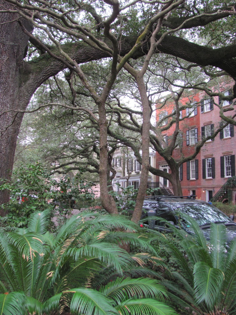 Savannah Street Trees, www.thesanguineroot.com