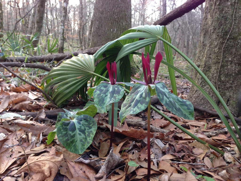 Wolf Creek Trout Lily Preserve, www.thesanguineroot.com