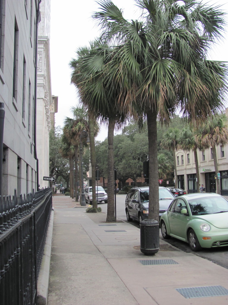 Savannah Street Trees, www.thesanguineroot.com