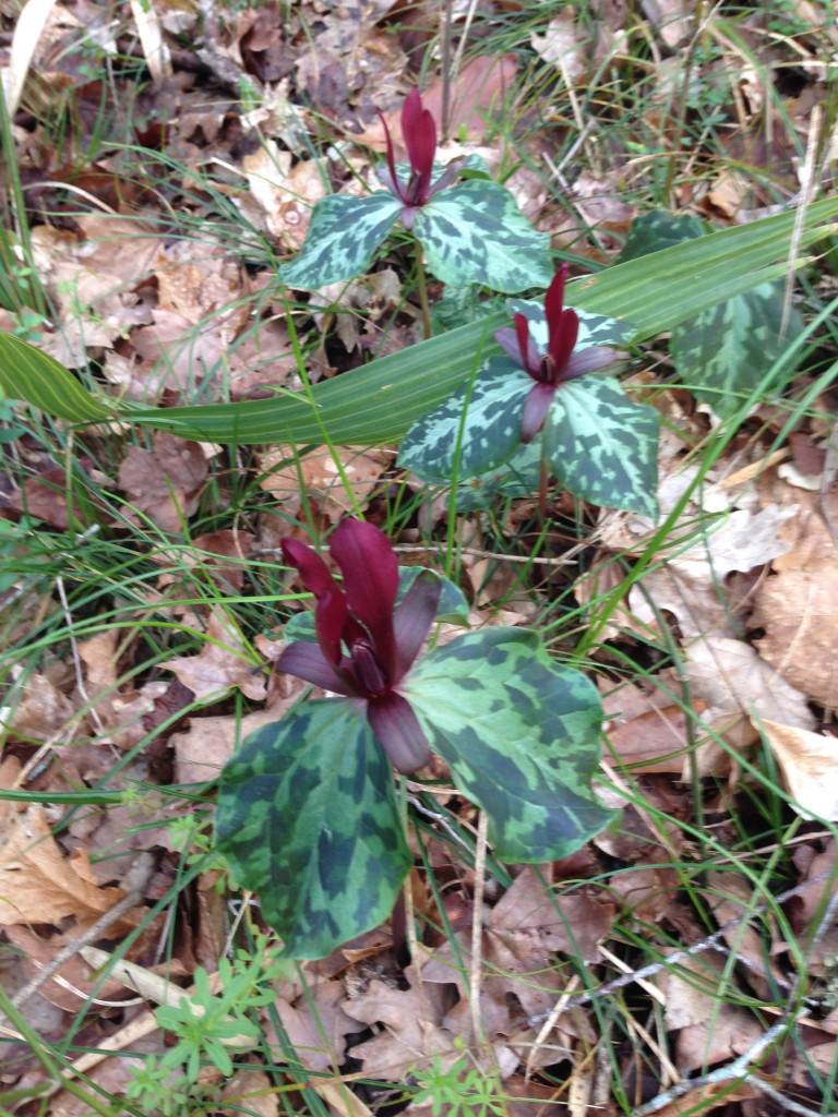 Trillium maculatum, the spotted trillium, Wolf crek Trout Lily Preserve, Grady County , Georgia. www.thesanguineroot.com