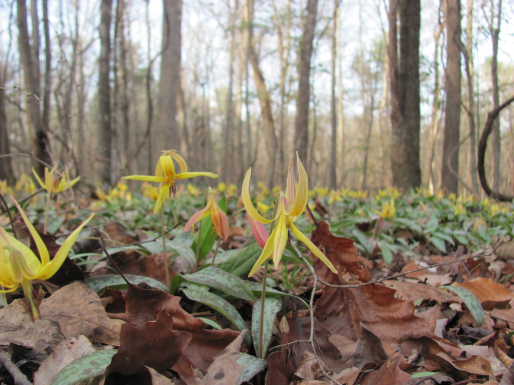 Wolf Creek Trout Lily Preserve, www.thesanguineroot.com