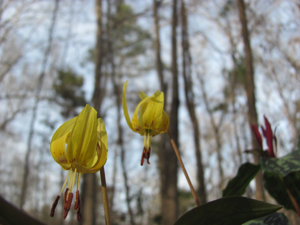 Wolf Creek Trout Lily Preserve  www.thesanguineroot.com