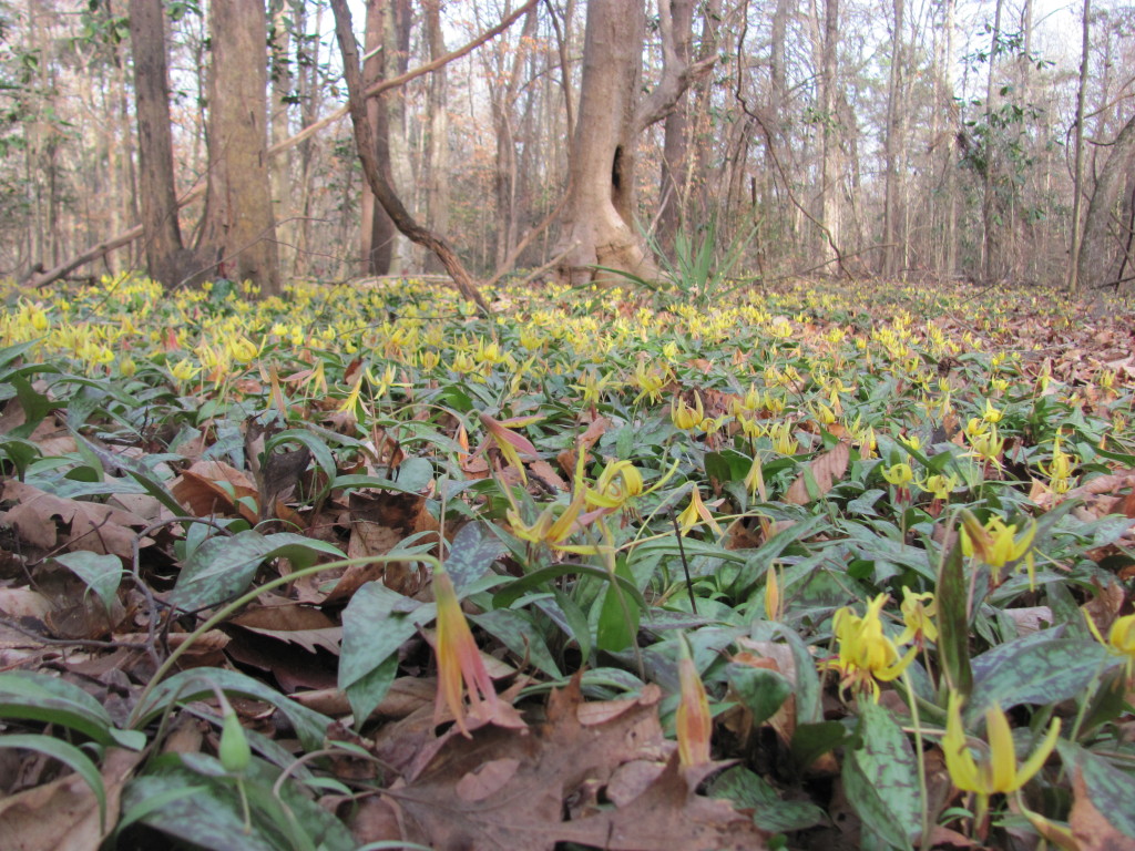 Wolf Creek Trout Lily Preserve, www.thesanguineroot.com