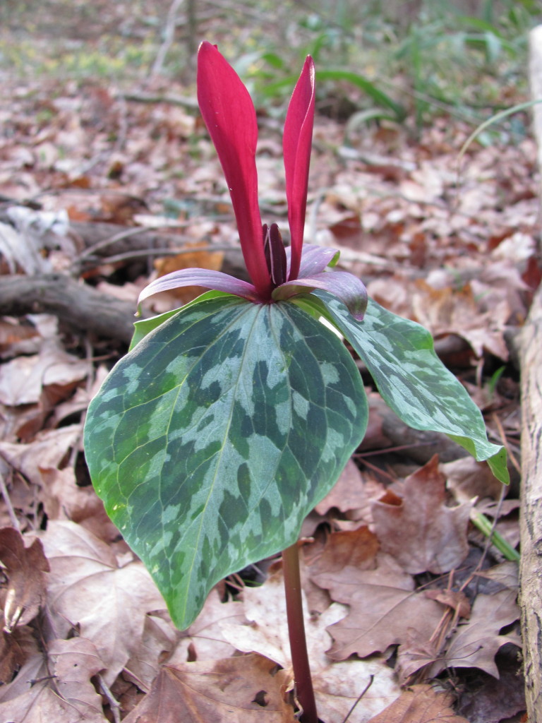 Trillium maculatum, Wolf Creek Trout Lily Preserve, www.thesanguineroot.com