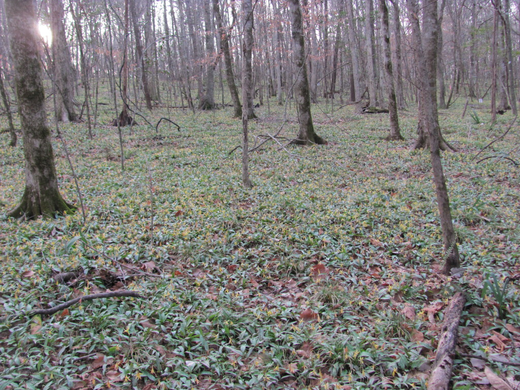 Wolf Creek Trout Lily Preserve, www.thesanguineroot.com