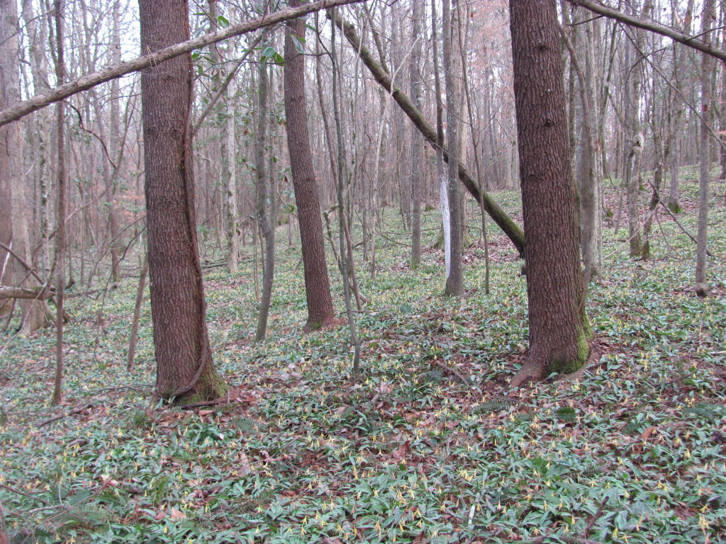 Wolf Creek Trout Lily Preserve  www.thesanguineroot.com