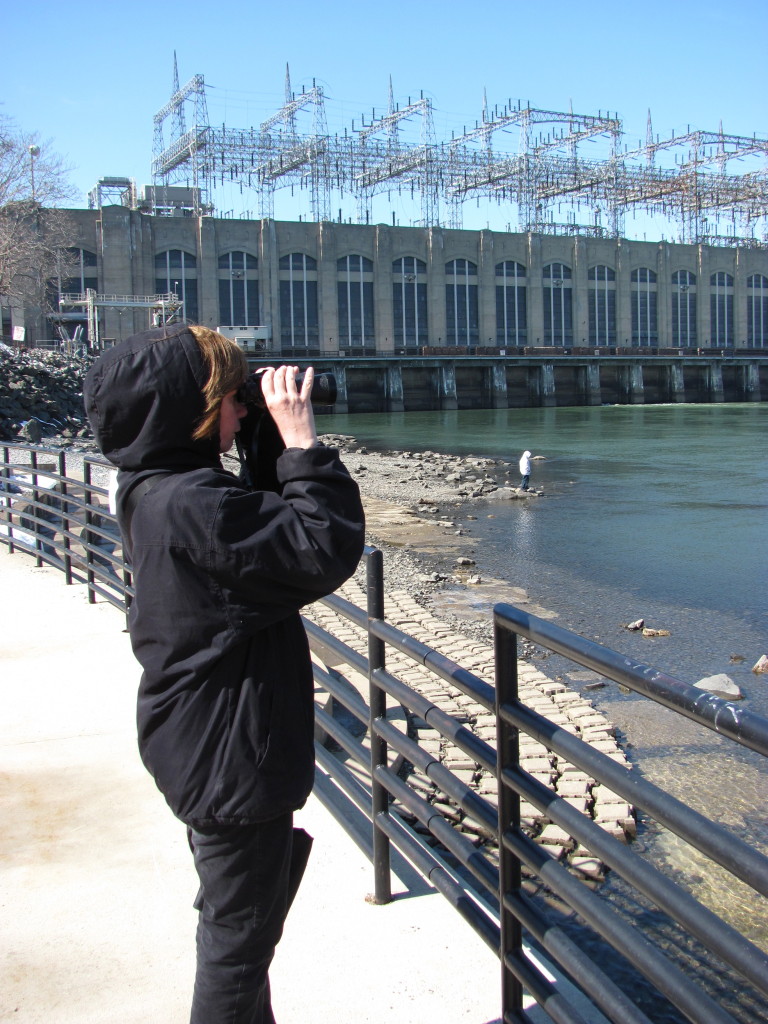 The bald Eagles at Conowingo Dam, Maryland. www.thesanguineroot.com