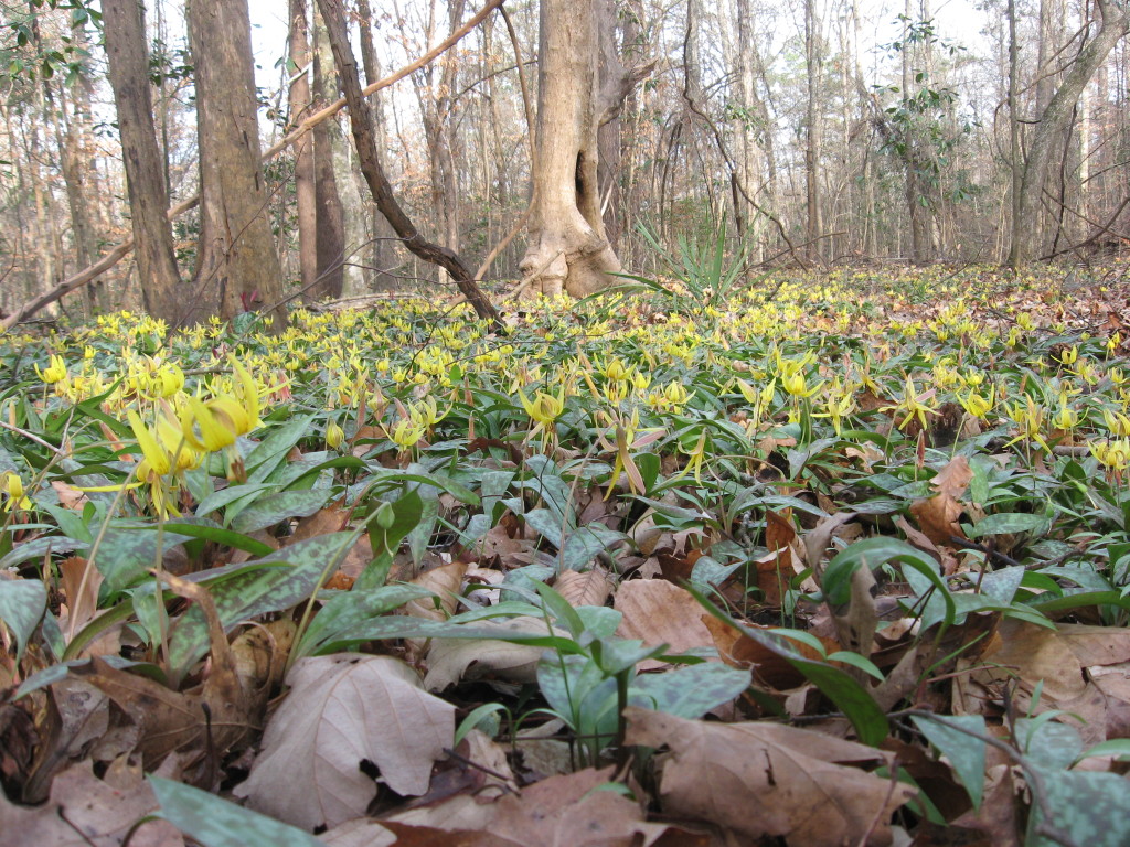 Photo by Isabelle Dijols, Wolf Creek Trout Lily Preserve, Grady County Georgia. www.thesanguineroot.com