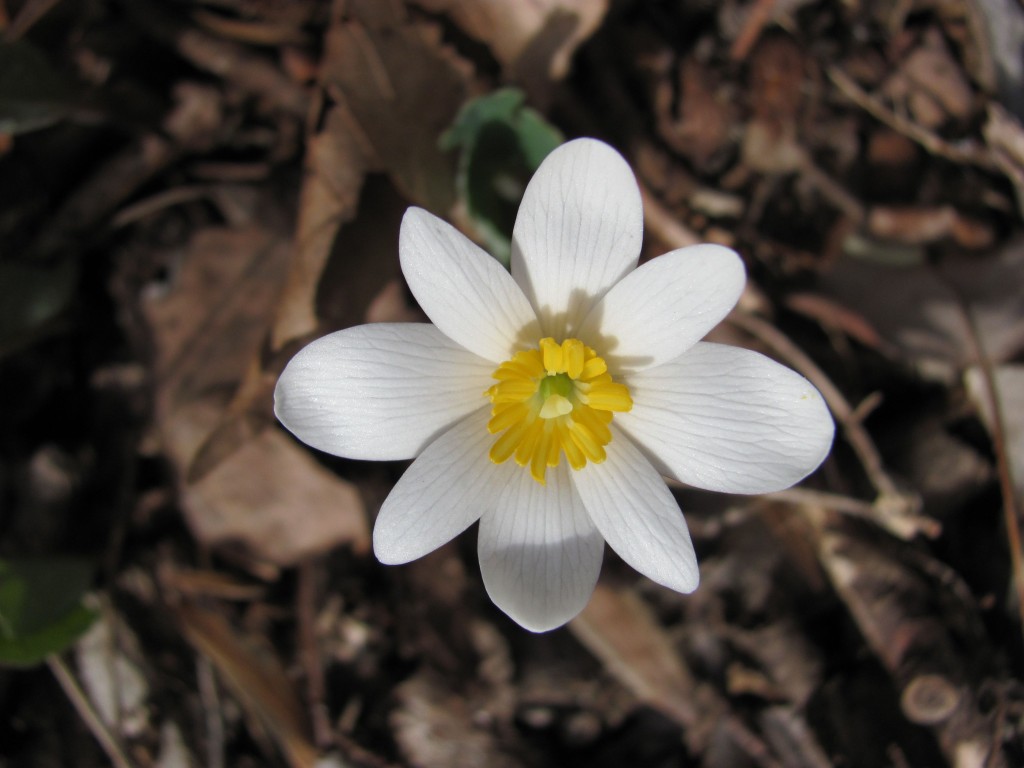 Bloodroot blooms in PennyPack Park, Philadelphia, Pennsylvania, April 5th, 2014, www.thesanguineroot.com