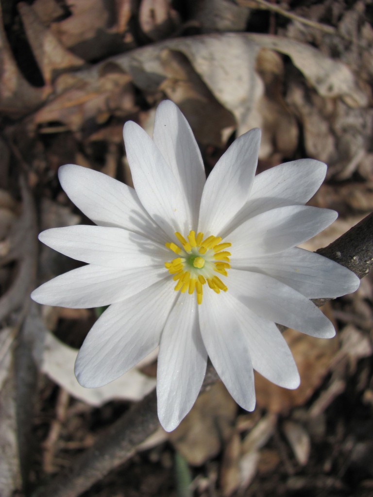 Bloodroot blooming in Pennypack Park, Philadelphia, Pennsylvania, April, 5th, 2014. www.thesanguineroot.com