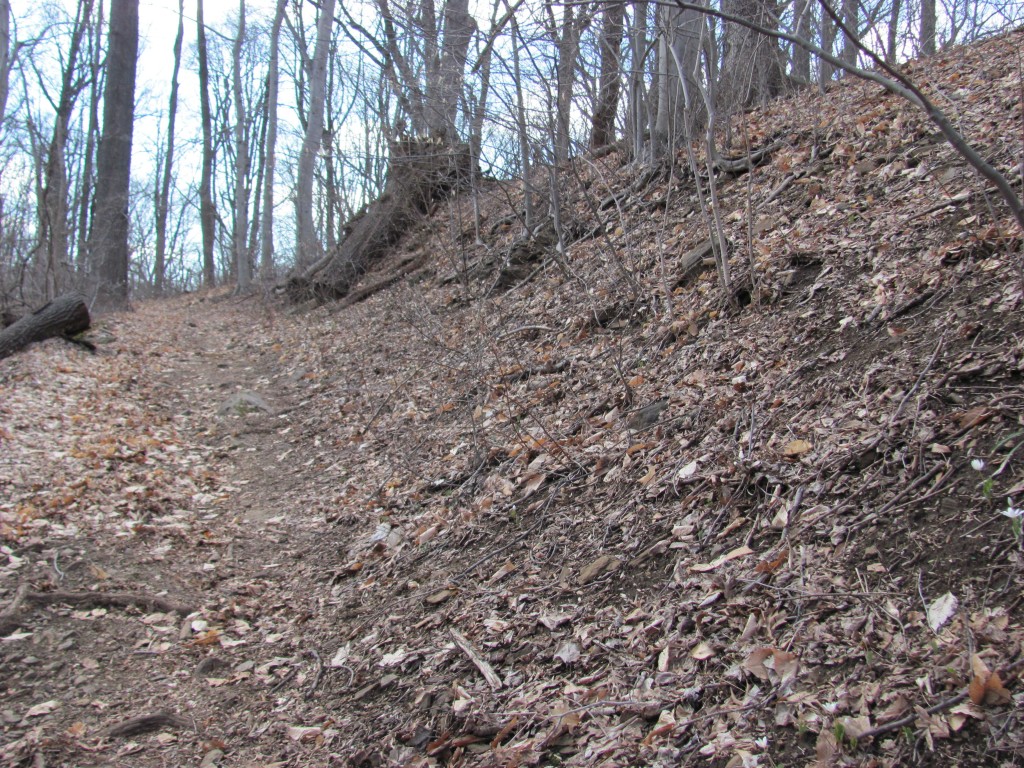 Bloodroot blooming in Pennypack Park, Philadelphia, Pennsylvania, April, 5th, 2014. www.thesanguineroot.com