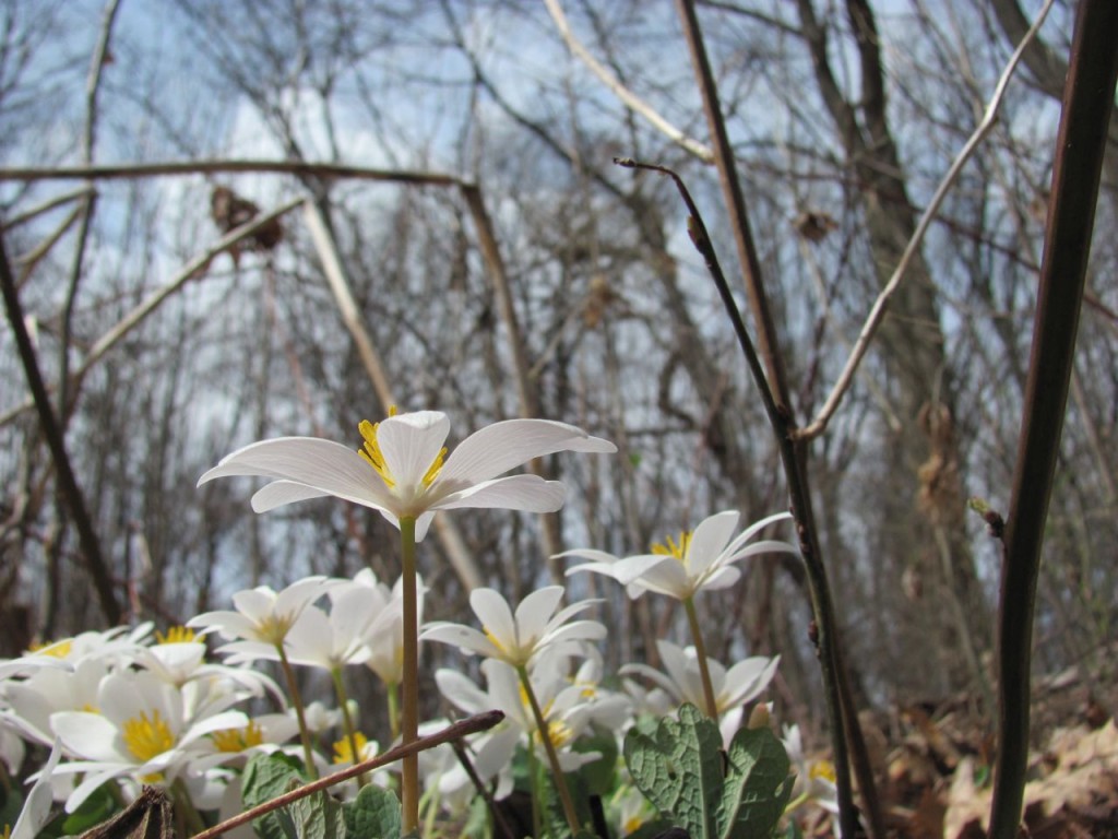 Bloodroot blooms in Morris Park, Philadelphia, April, 8th, 2014.www.thesanguineroot.com