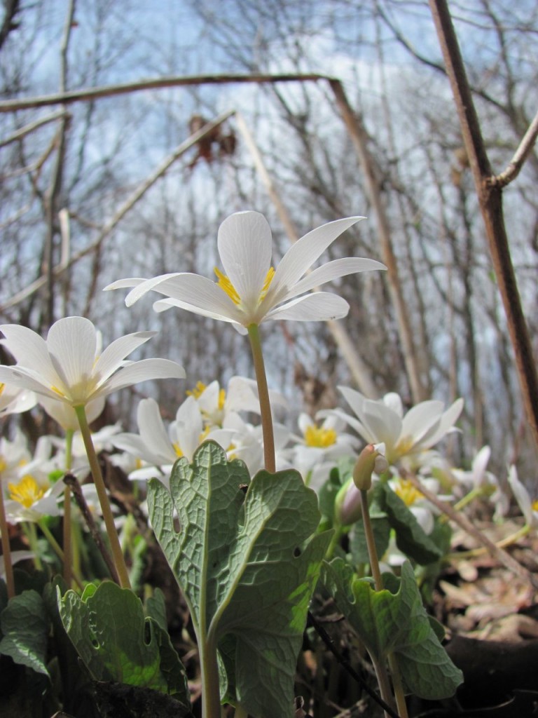 Bloodroot blooms in Morris Park, Philadelphia, April, 8th, 2014.www.thesanguineroot.com