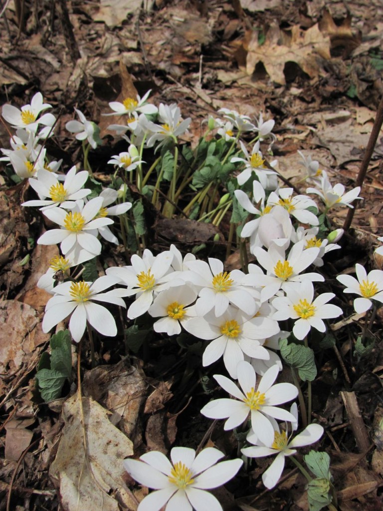 Bloodroot blooms in Morris Park, Philadelphia, April, 8th, 2014.www.thesanguineroot.com