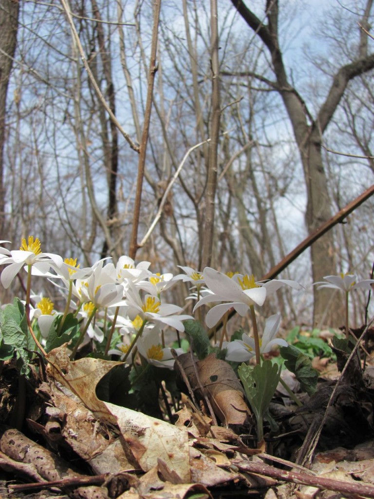 Bloodroot blooms in Morris Park, Philadelphia, April, 8th, 2014.www.thesanguineroot.com